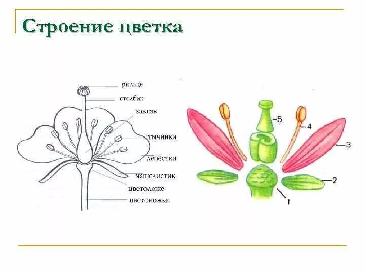 Сделайте подписи к рисунку строение. Генеративный орган цветок строение. Функции генеративных органов растений. Строение генеративных органов цветковых. Строение генеративных органов цветкового растения.