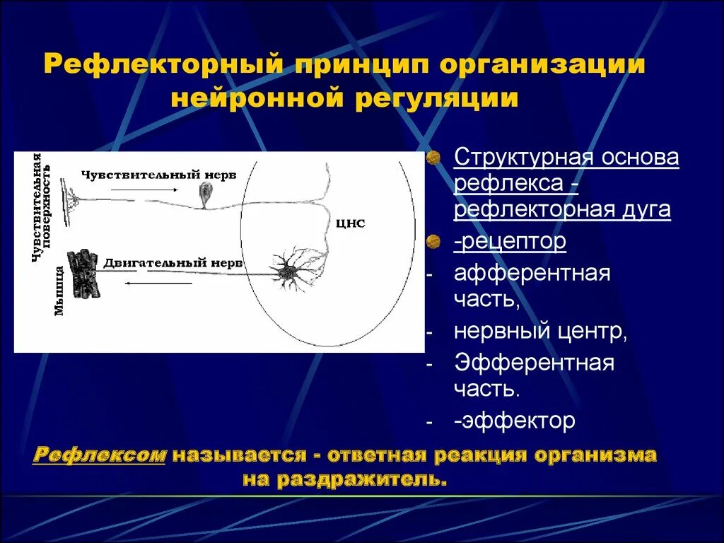 Где центр безусловно рефлекторной регуляции кровяного. Рефлекторный принцип регуляции. Рефлекторный принцип нервной регуляции. Рефлекторный принцип регуляции функций. Принципы рефлекторной регуляции в организме.