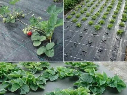 Посадка клубники отзывы