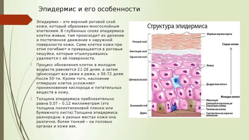 Какие функции выполняет образование кожи. Кожа строение послойное эпидермиса. Строение кожи роговой слой эпидермис дерма. Эпидермис структура слоев кожи. Характеристика рогового слоя эпидермиса.