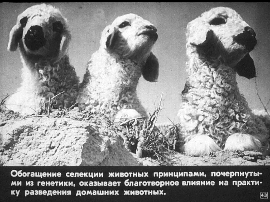 Генетика в животноводстве. Генетика селекция животных. точная генетика в животноводстве. генетика по животноводству.