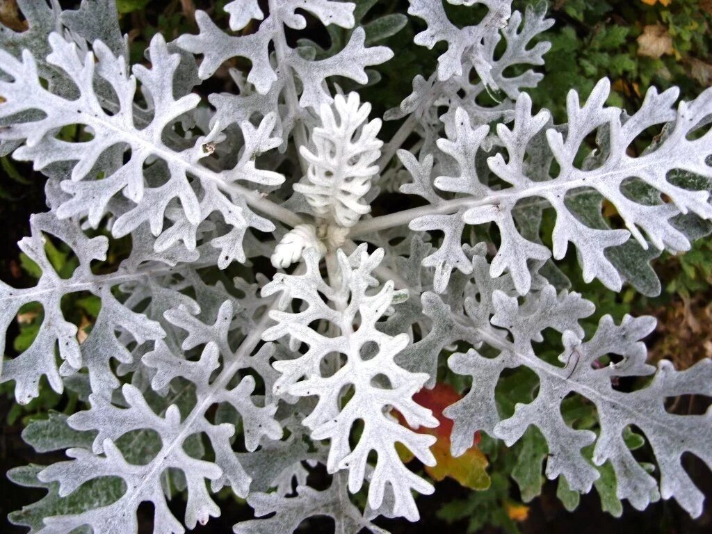 Цинерария как ухаживать в домашних условиях. Цинерария Приморская (Senecio cineraria). Цинерария Приморская cineraria maritima. Цинерария(крестовник) серебряная. Цинерария silverdust.