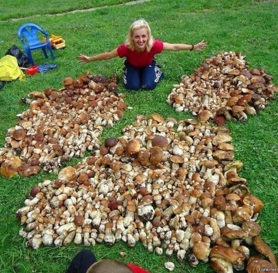 Насобирал много грибов. Огромная куча белых грибов. Большой урожай грибов. Грибы большие кучи.