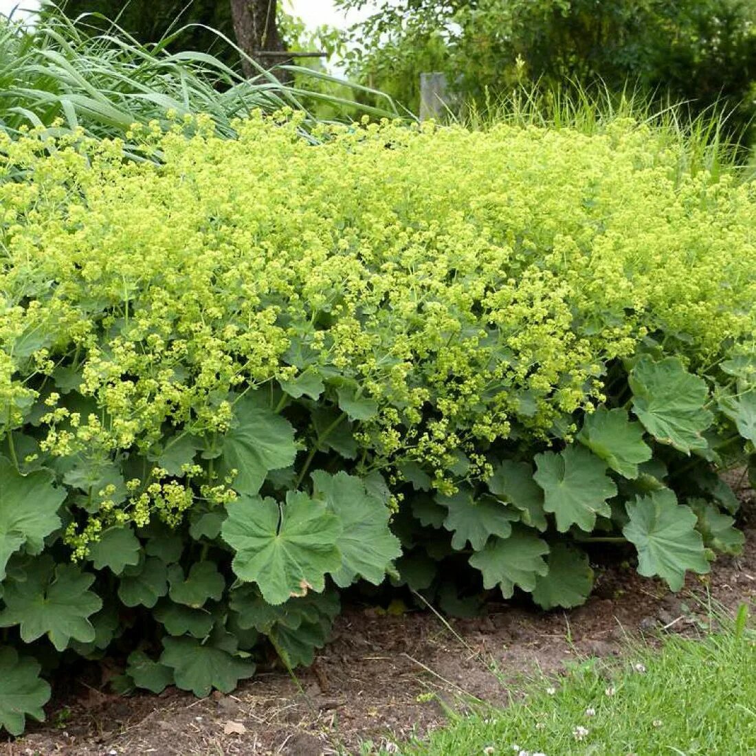 Манжетка сорта. Манжетка alchemilla mollis. манжетка красночерешковая (alchemilla erythropoda). алхемилла манжетка. манжетка робустика.