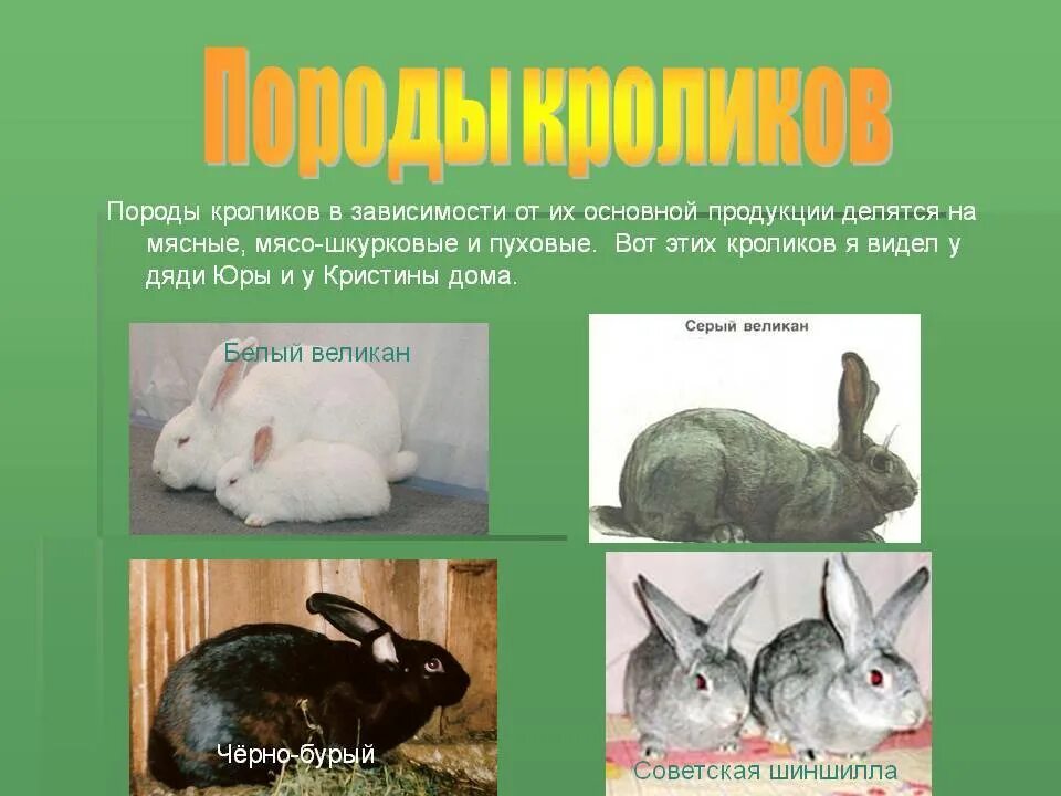 Какие породы домашних. Породы домашних кроликов. Презентация на тему кролики. Распространенные породы кроликов. Виды кроликов сообщение.