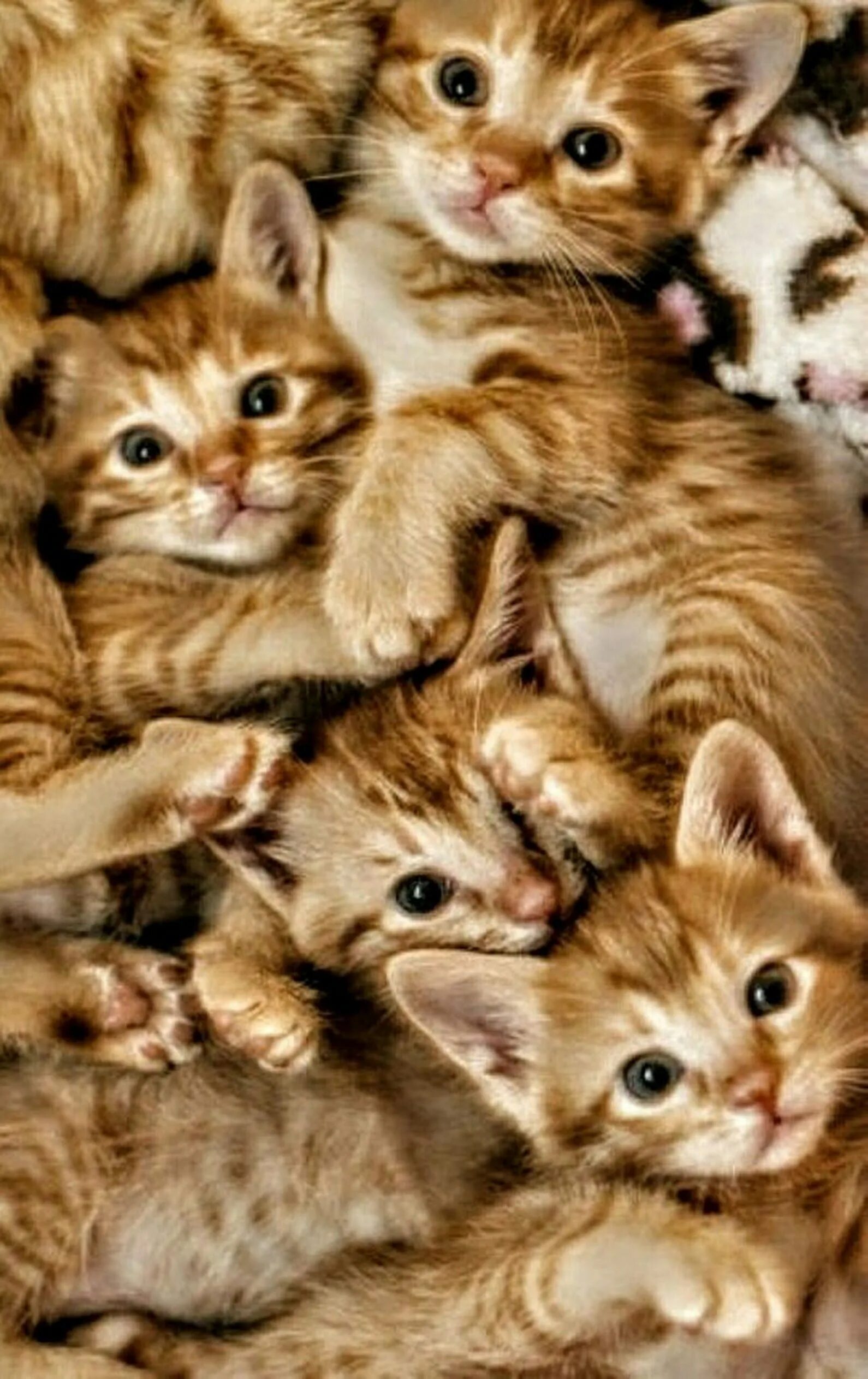 К чему снятся много котят разных. Много котят. много маленьких котят. несколько котят. много милых котиков.
