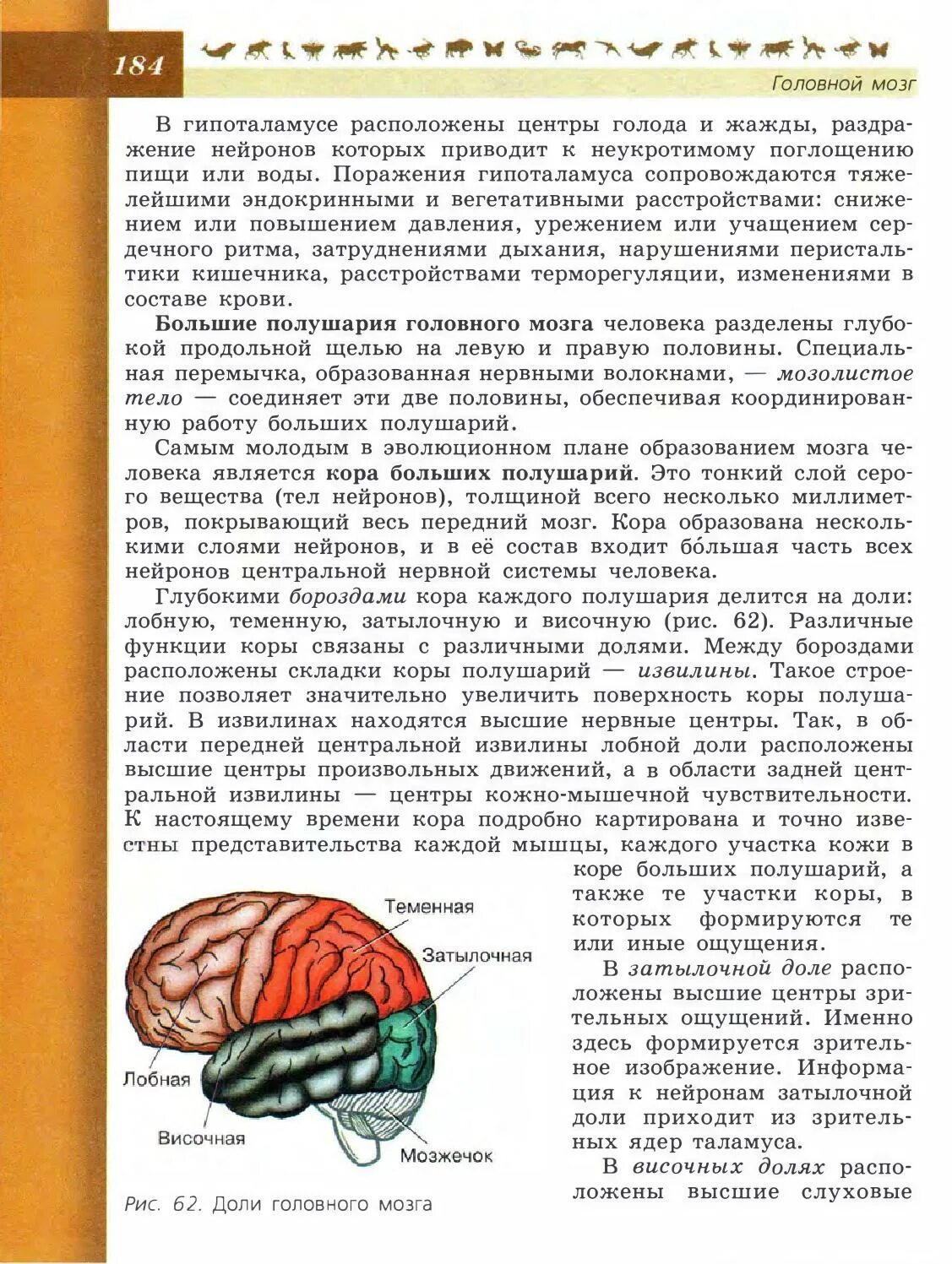 Биология 8 класс информация. Доли головного мозга биология 8 класс. Биология 8 класс Пасечник головной мозг. Строение головного мозга 8 класс биология Пасечник. Строение головного мозга учебник биологии 8 класс.