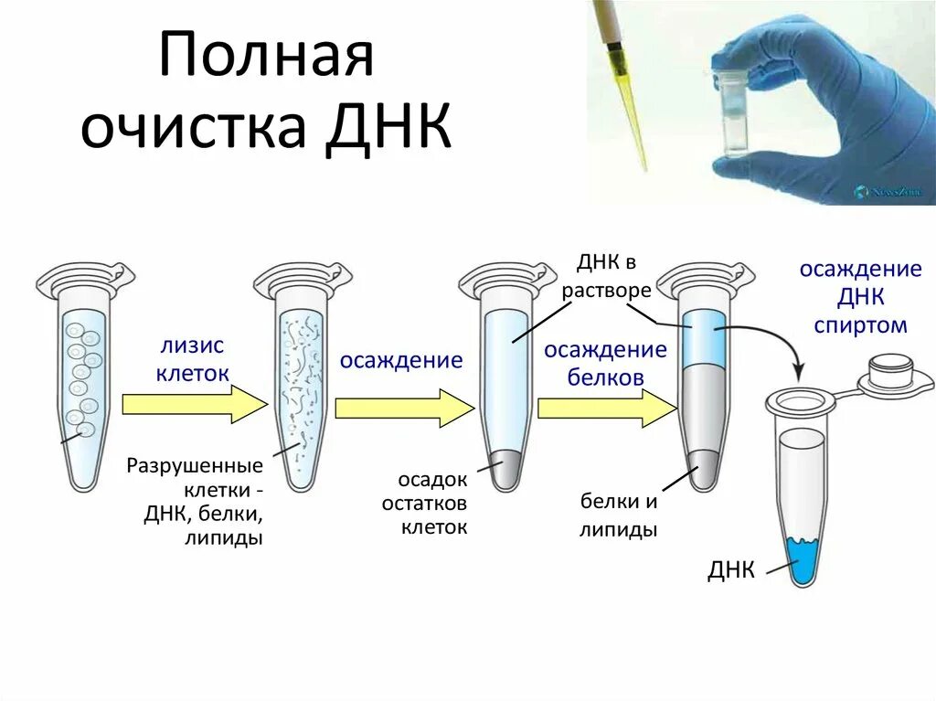 Методы выделения ДНК из биологического материала. Выделение ДНК из буккального эпителия. Методы выделения ДНК И РНК. Метод очистки ДНК. Процесс выделения днк