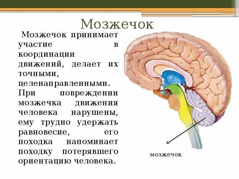 Отдел мозга контролирующий координацию движений