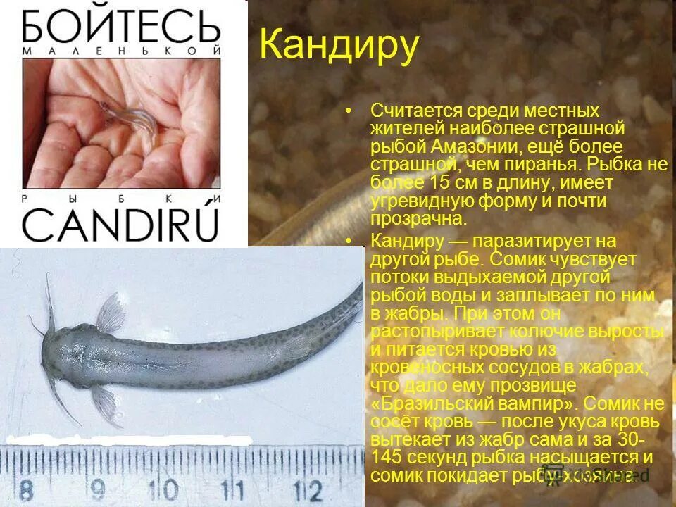 выделительная система рыб 7 класс биология. внутреннее строение костистой рыбы плавательный пузырь. рыба моча. внутреннее строение окуня схема. рыба моча.