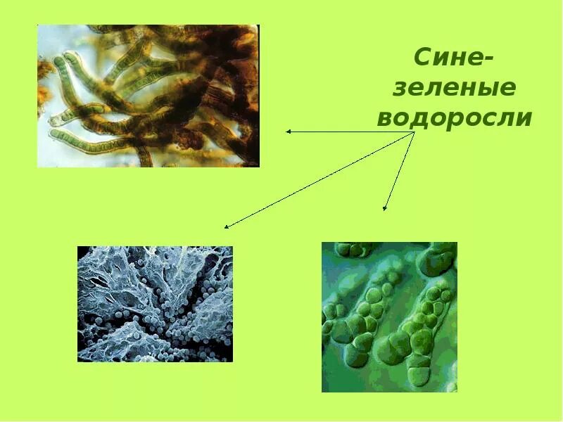 Зеленые водоросли формы. Синезеленые водоросли биология. Сине-зеленые водоросли водоросли. Сине-зеленые водоросли представители. Виды сине зеленых водорослей.