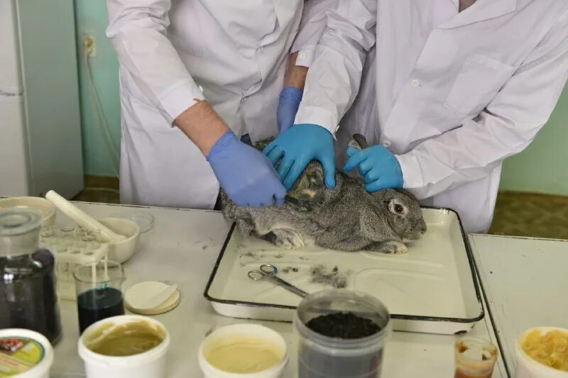 Ветеринарный факультет ггау. Колледж на ветеринара после 9. Кушнаренково ветеринарный техникум. Ветеринар учебное заведение. Колледж на ветеринара после 9.