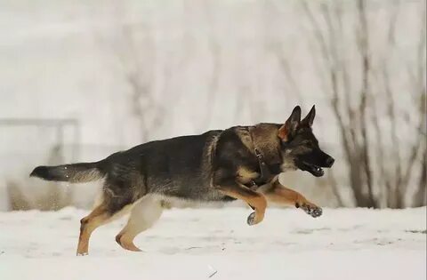 Немецкие овчарки омск