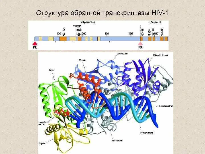 Обратная транскриптаза строение. Транскриптаза это фермент. Ревертаза Обратная транскриптаза. Функции обратной транскриптазы вируса. Обратная транскриптаза