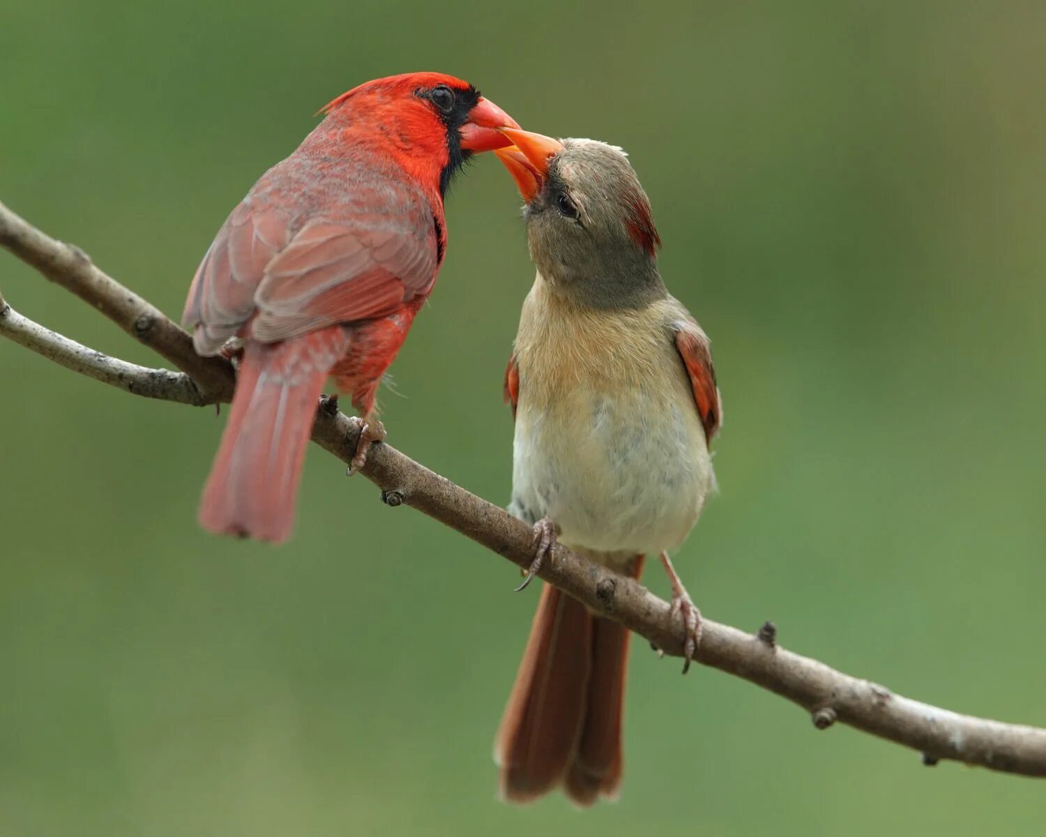 Kind birds. Красный Кардинал птица самка. Кардинал самец. Птичка Кардинал. Птичка с красной шейкой.