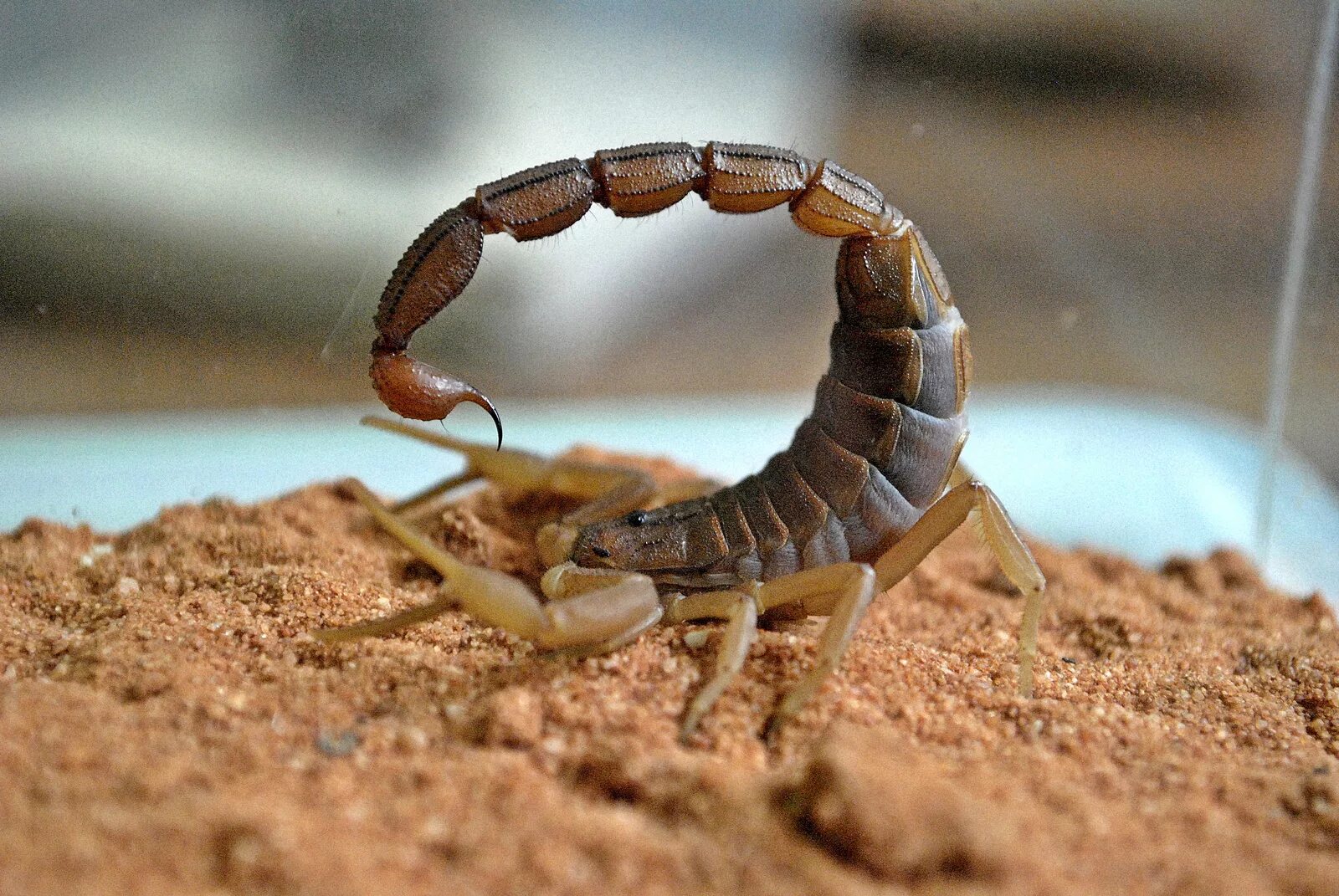 Какие скорпионы в жизни