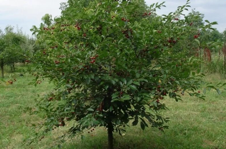 Вишня Ашинская купить в питомнике растений Райский сад