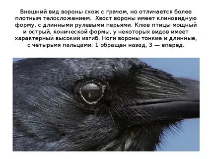 Чему ворон и ворона похожи