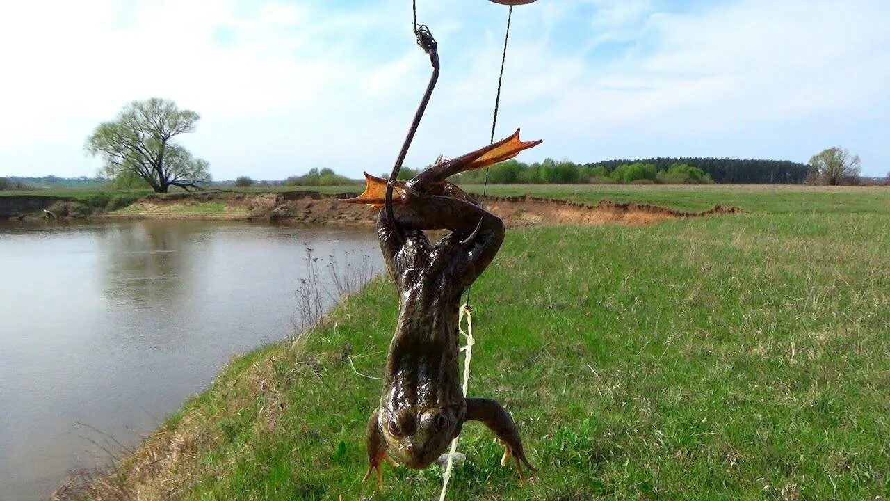 Ловля на лягушку. Сом на лягушку. Ловим сома на лягушку. Рыбалка на лягушку живую. Снасть на сома на лягушку.