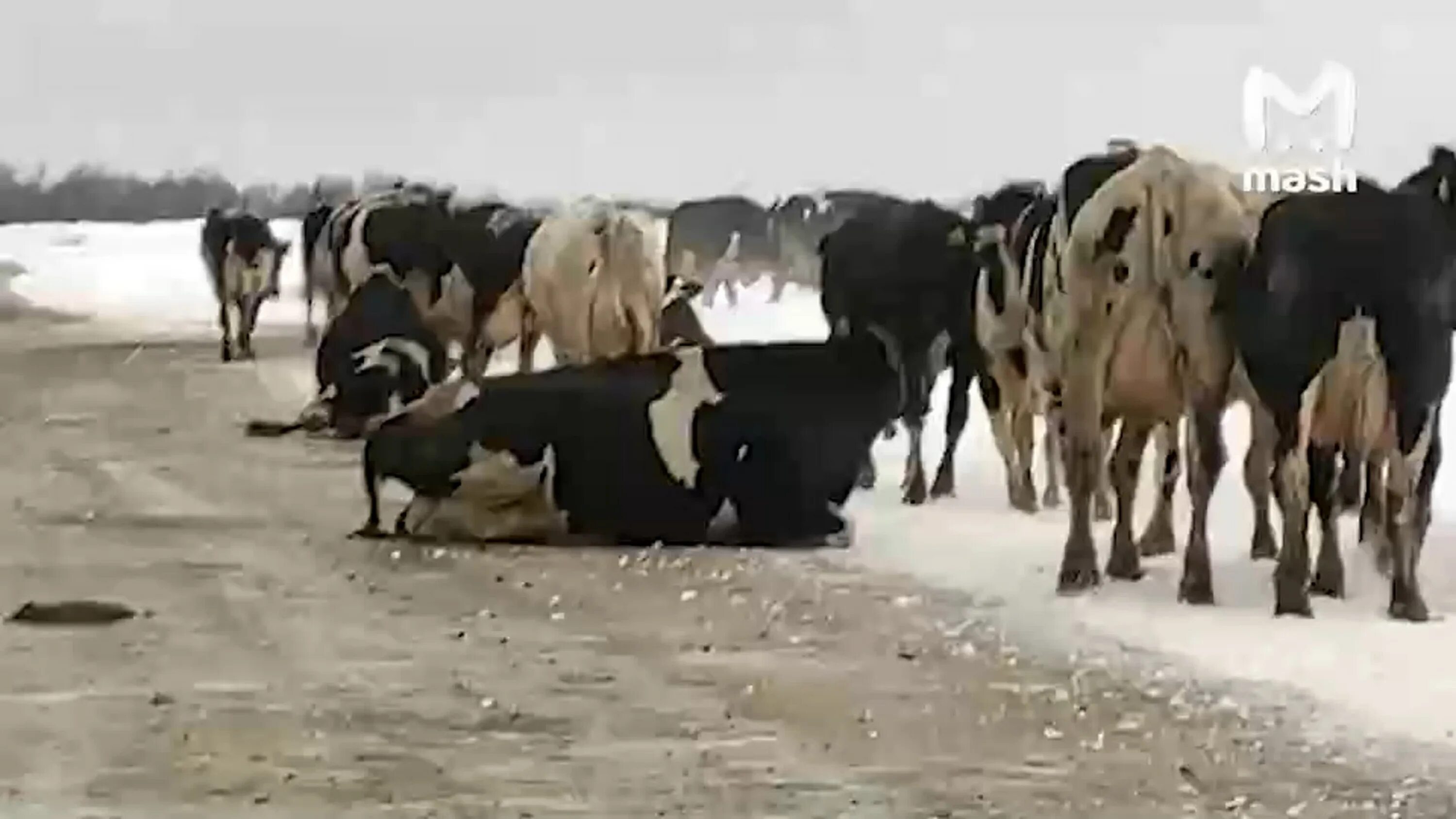 Корова на льду длительность. Корова на льду фото. Корова на льду длительность. Корова на льду. Две коровы на льду.