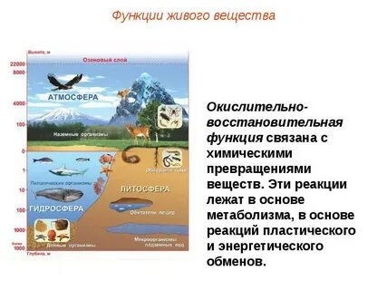 Какую роль выполняет биосфера