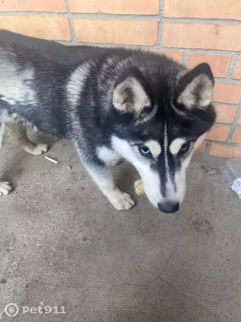 Найдена хаски. Хаски во дворе дома. Щенки грюнендаля и хаски. Кобальт хаски ищет дом. Найден хаски краснодар.