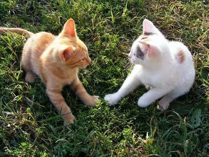 Осталось 2 котенка
