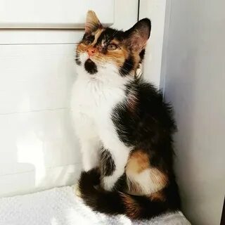 Трехшерстная кошка приметы