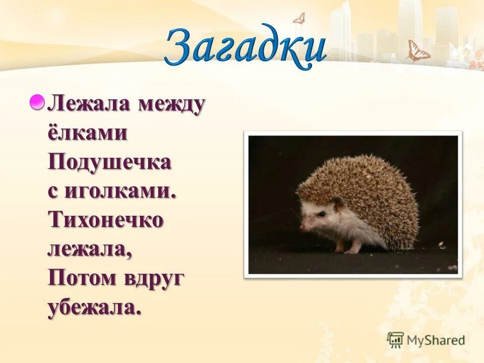 лежала между елками подушечка с иголками. лежала между ёлками подушечка. лежала между ёлками подушечка. лежала между ёлками подушечка. лежала между елками подушечка с иголками.