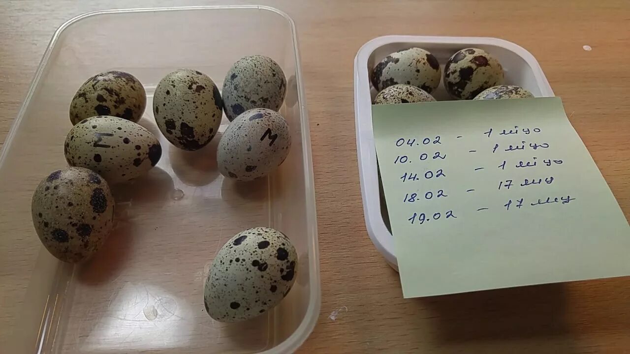 Можно ли сажать яйца. Инкубация перепелов овоскопирование. Инкубация перепелиных яиц в инкубаторе. Инкубация перепелиных яиц овоскопирование. Яйца овоскопирование перепелиных яиц.