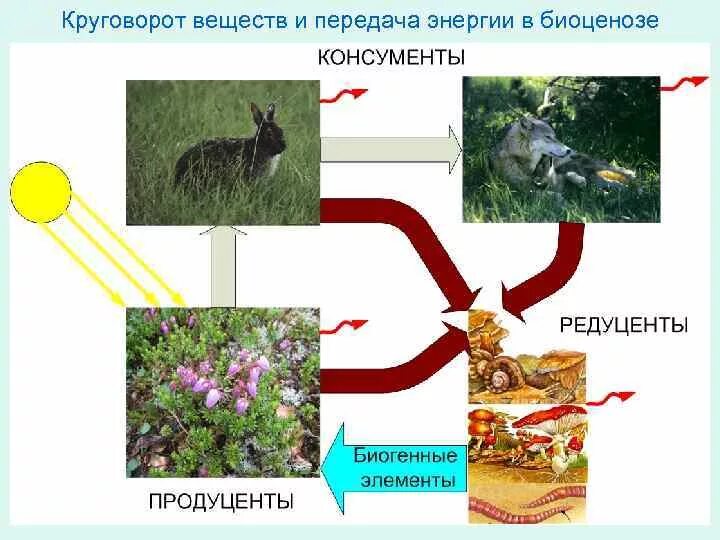 Круговорот веществ в природном сообществе 5 класс. Круговорот веществ продуценты консументы редуценты. круговорот веществ в природе консументы редуценты. замкнутая цепь питания продуценты консументы редуценты. круговорот веществ в экосистеме цикл.