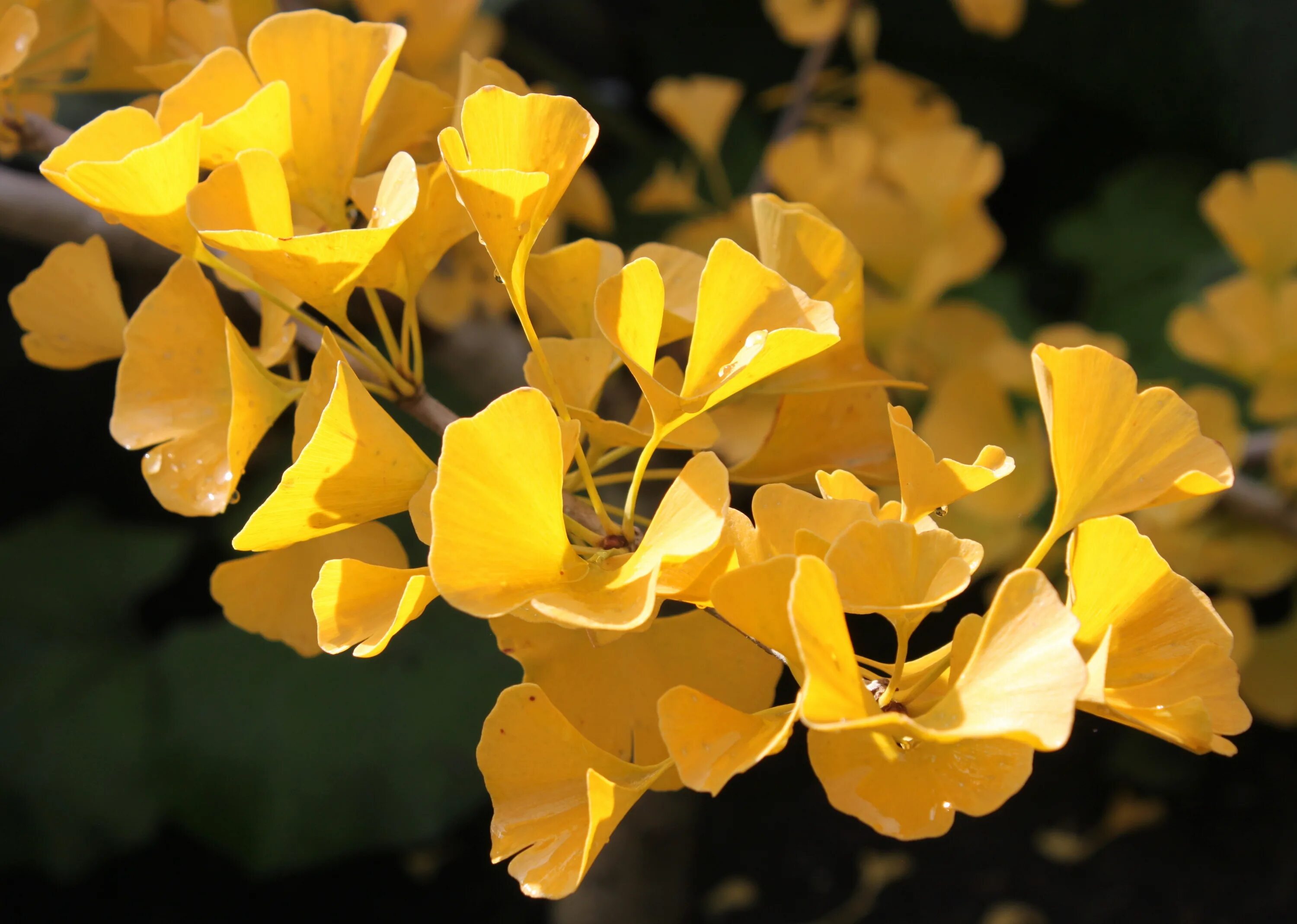 Ginkgo