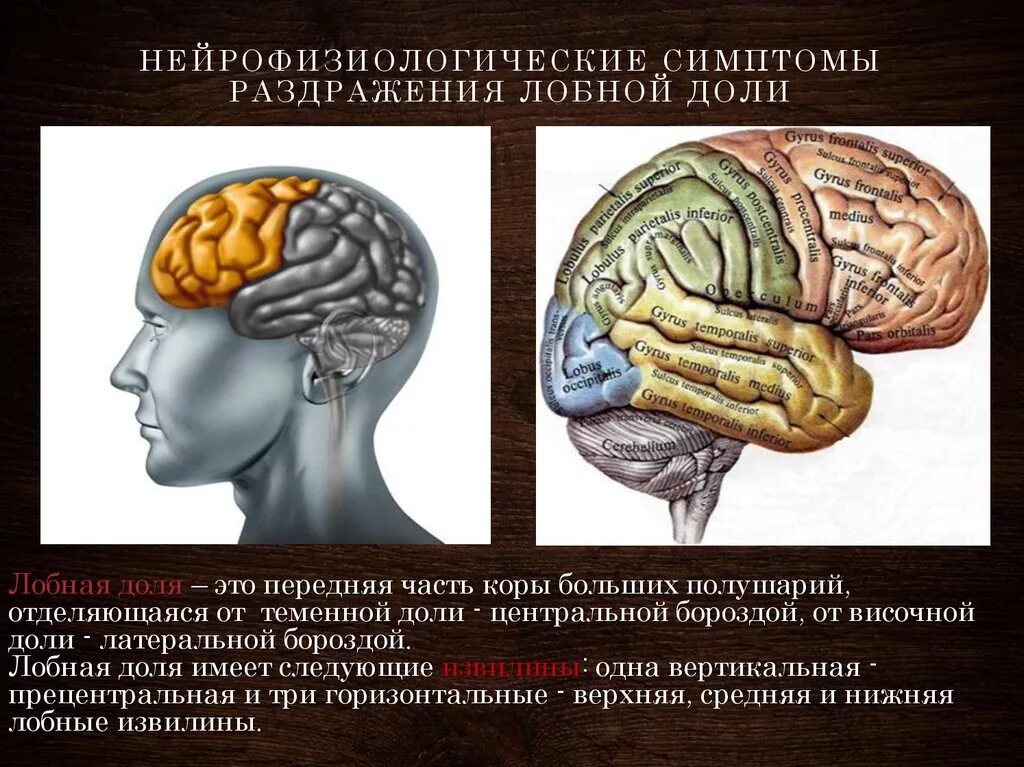 Развитие долей мозга. Височные и лобные доли мозга. Поражение коры височной доли.