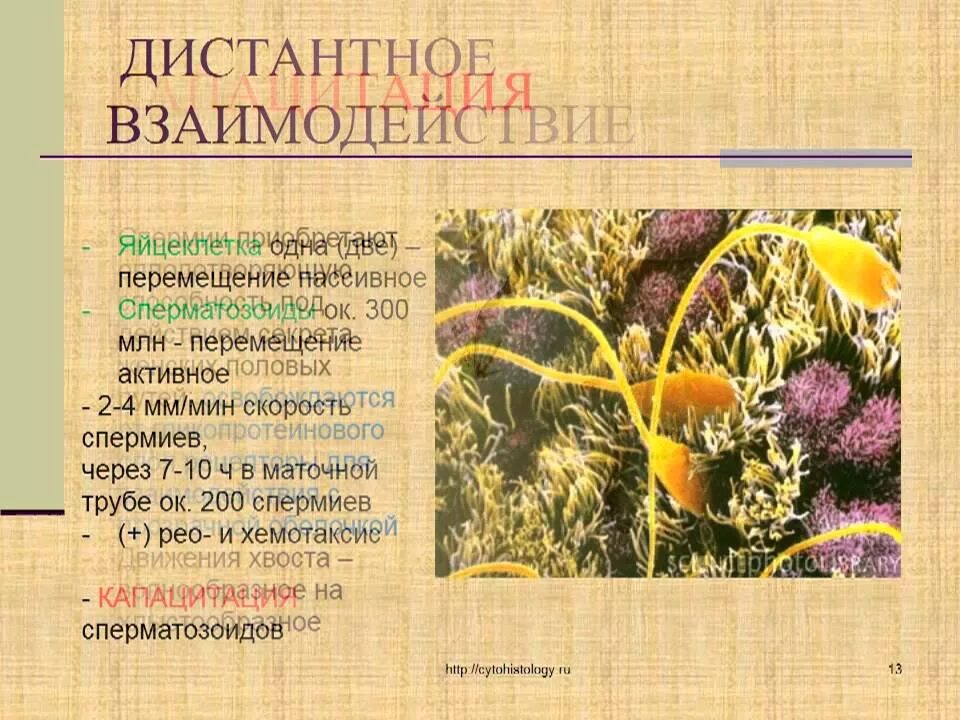 При капацитации происходит. Капацитация спермиев. капацитация сперматозоидов. процесс капацитации. капацитация гистология.
