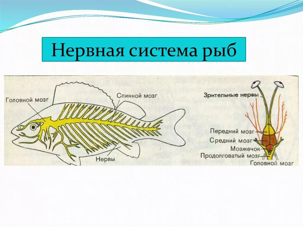 Какие отделы мозга у рыб. Строение нервной системы рыб. Нервная система система рыб. Нервная система костной рыбы 7 класс. Нервная система рыб органы и функции.