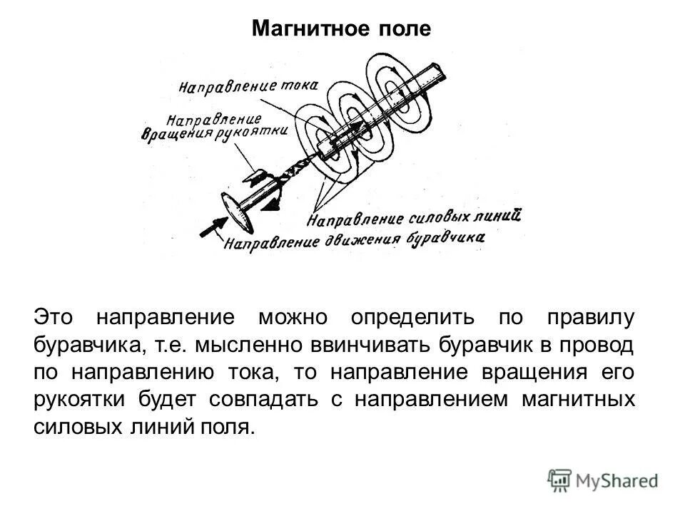 Собака буравчика