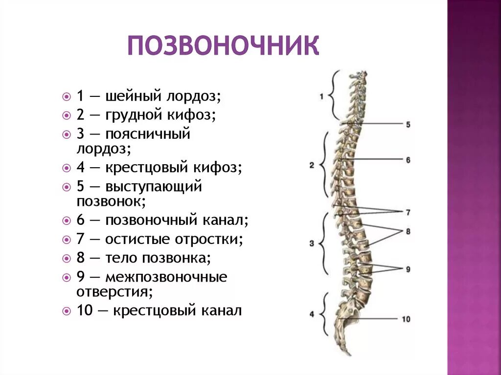 Строение позвоночника лордоз кифоз. Изгибы позвоночника человека анатомия. Позвонгочный столб.отдел.изгибы. Позвоночник и Позвоночный столб строение. Рассмотрите позвоночник и выделите его отделы