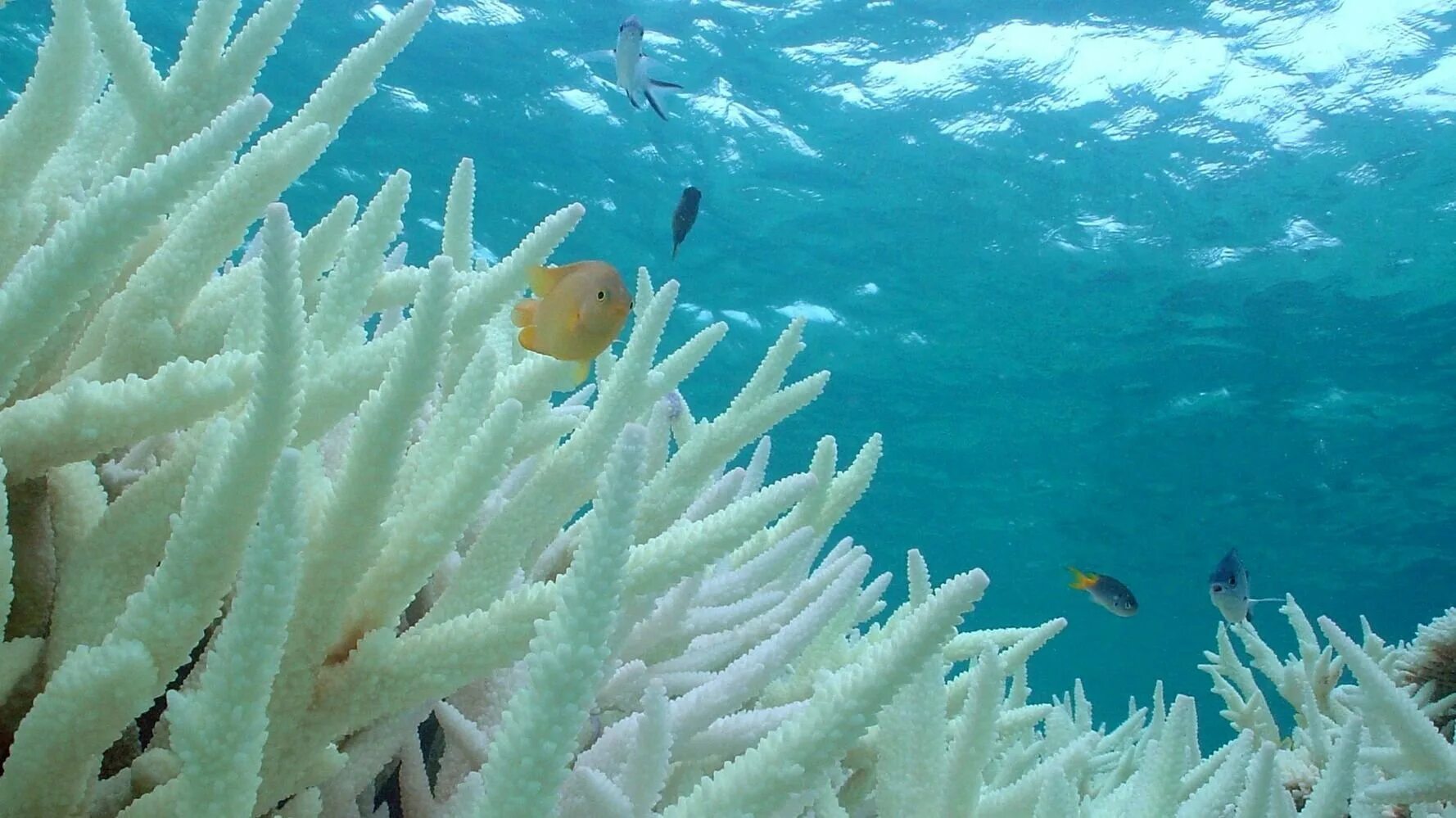 Бали рифы. Ночные кораллы. Коралл санго. Коралл санго. Кораллы бали амед.