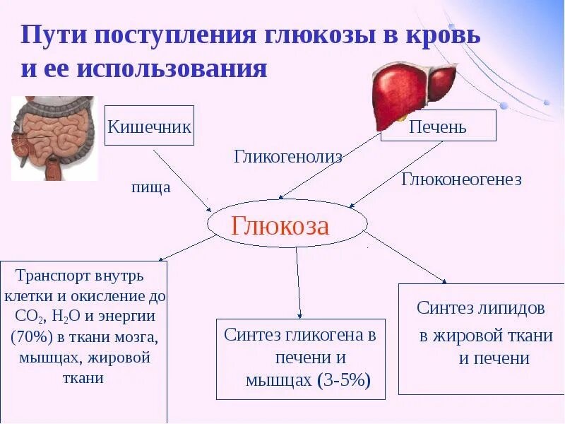 Продукты распада клеток. Схема использования Глюкозы клетками печени. Пути поступления Глюкозы в кровь. Пути поступления и расходования Глюкозы в крови. Пути использования Глюкозы в печени.