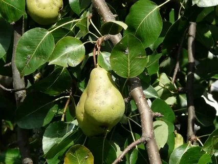 Pyrus