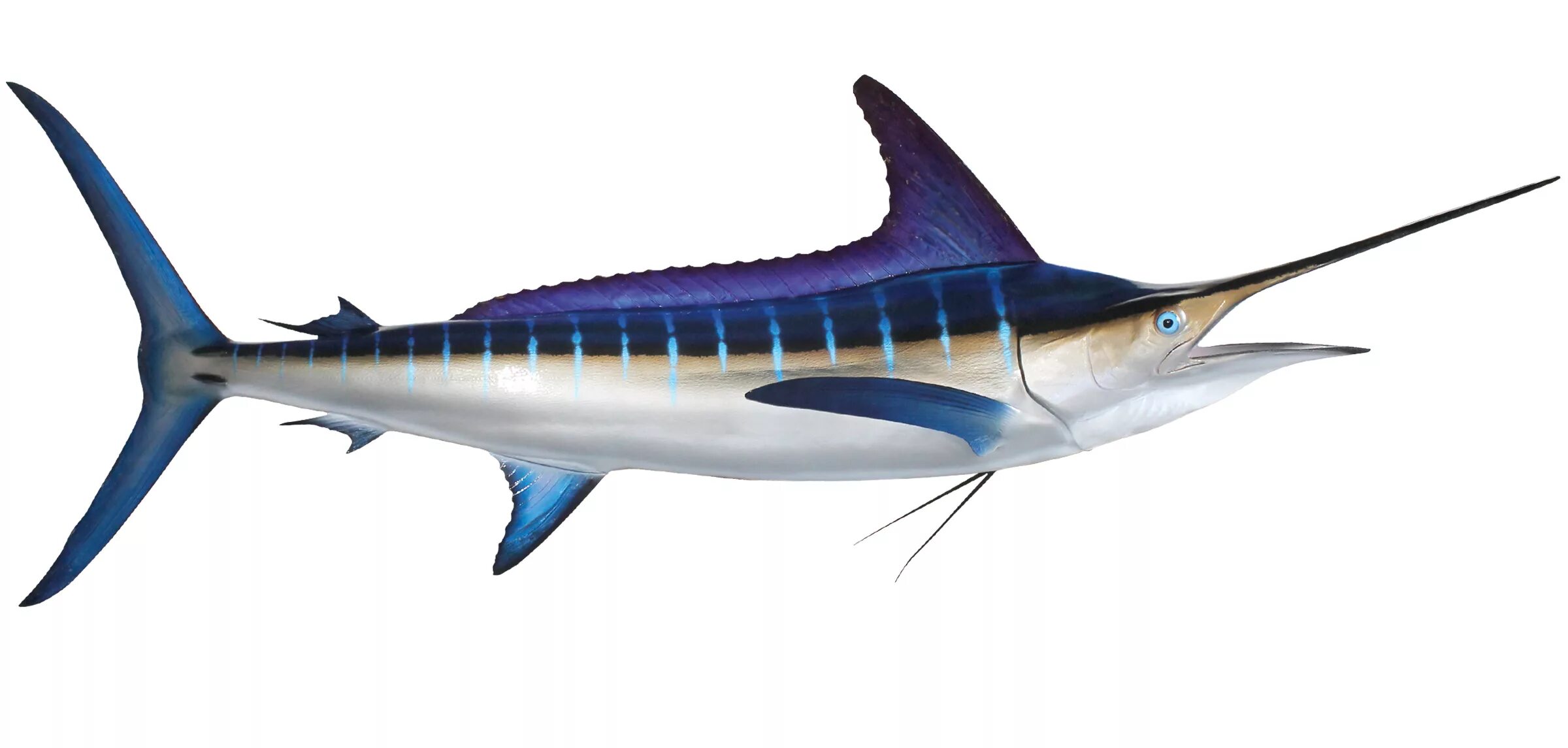 Marlin h
