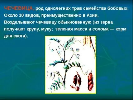 Роды бобовых