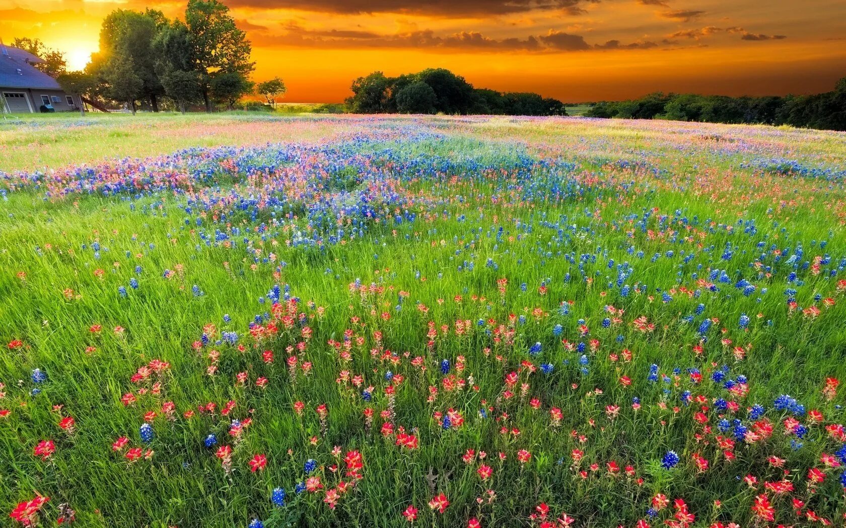 Галисия цветущие поля. Поле растения. Цветущие поля. Беларусь поля и леса. Lisse тюльпановое поле.