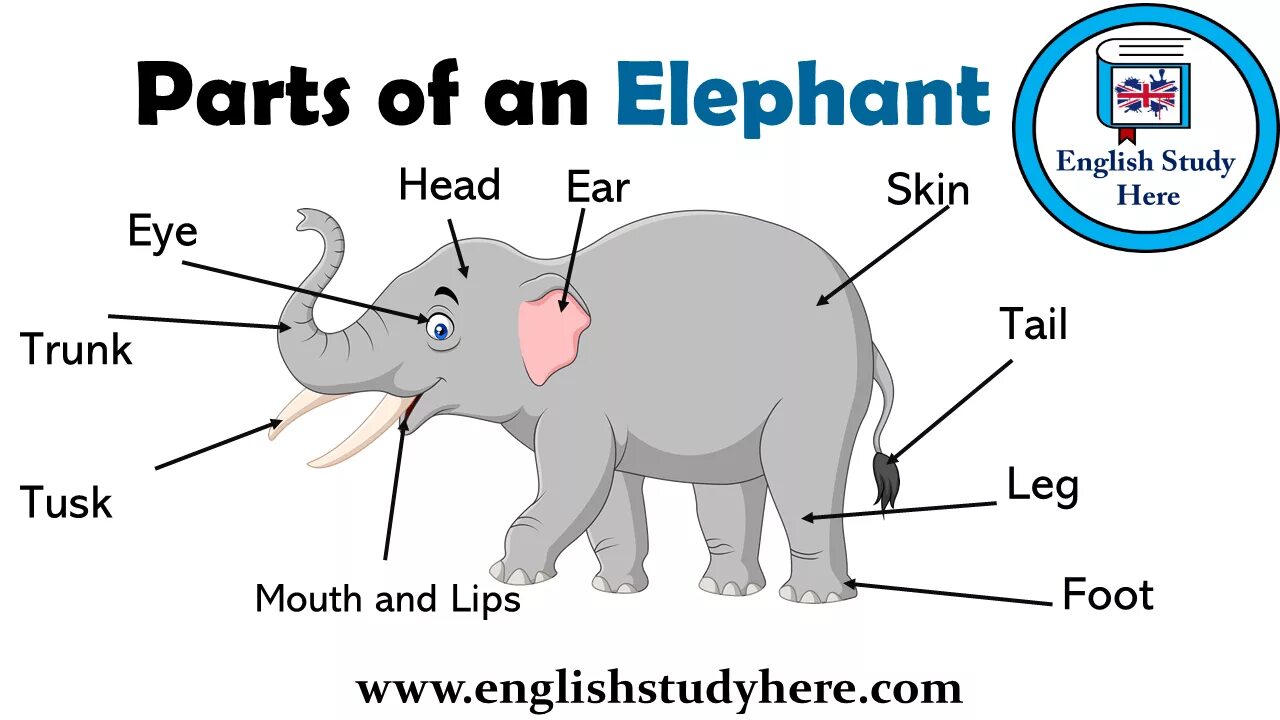 Elephant перевод с английского. Части тела на английском. Части тела животные английский. Части тела слона на английском. Части тела животных на англ.