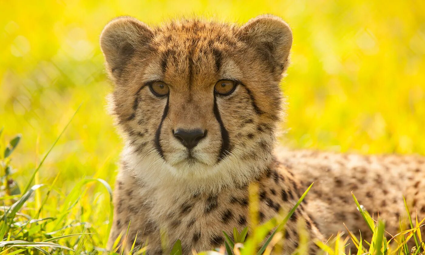 Animal from. Гепард эстетика. Animal from. Дикие животные картинки. Дикие животные.