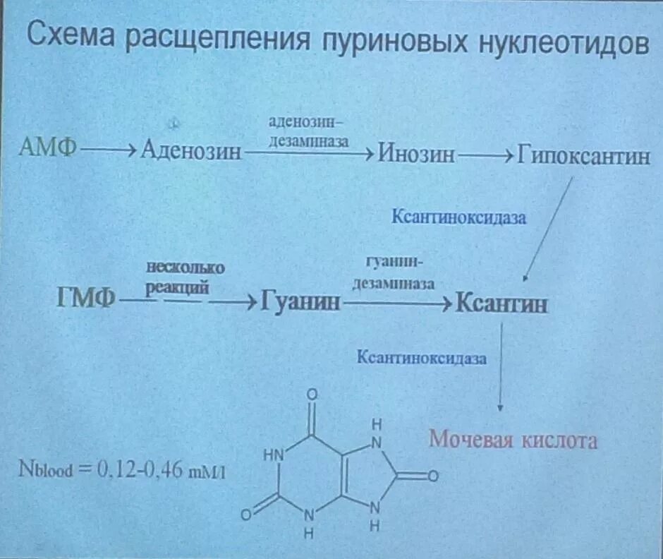 Схема катаболизма пуриновых нуклеотидов биохимия. Схема распада пуриновых нуклеотидов. Образование мочевой кислоты биохимия реакции. Синтез мочевой кислоты биохимия. Реакция распада в организме