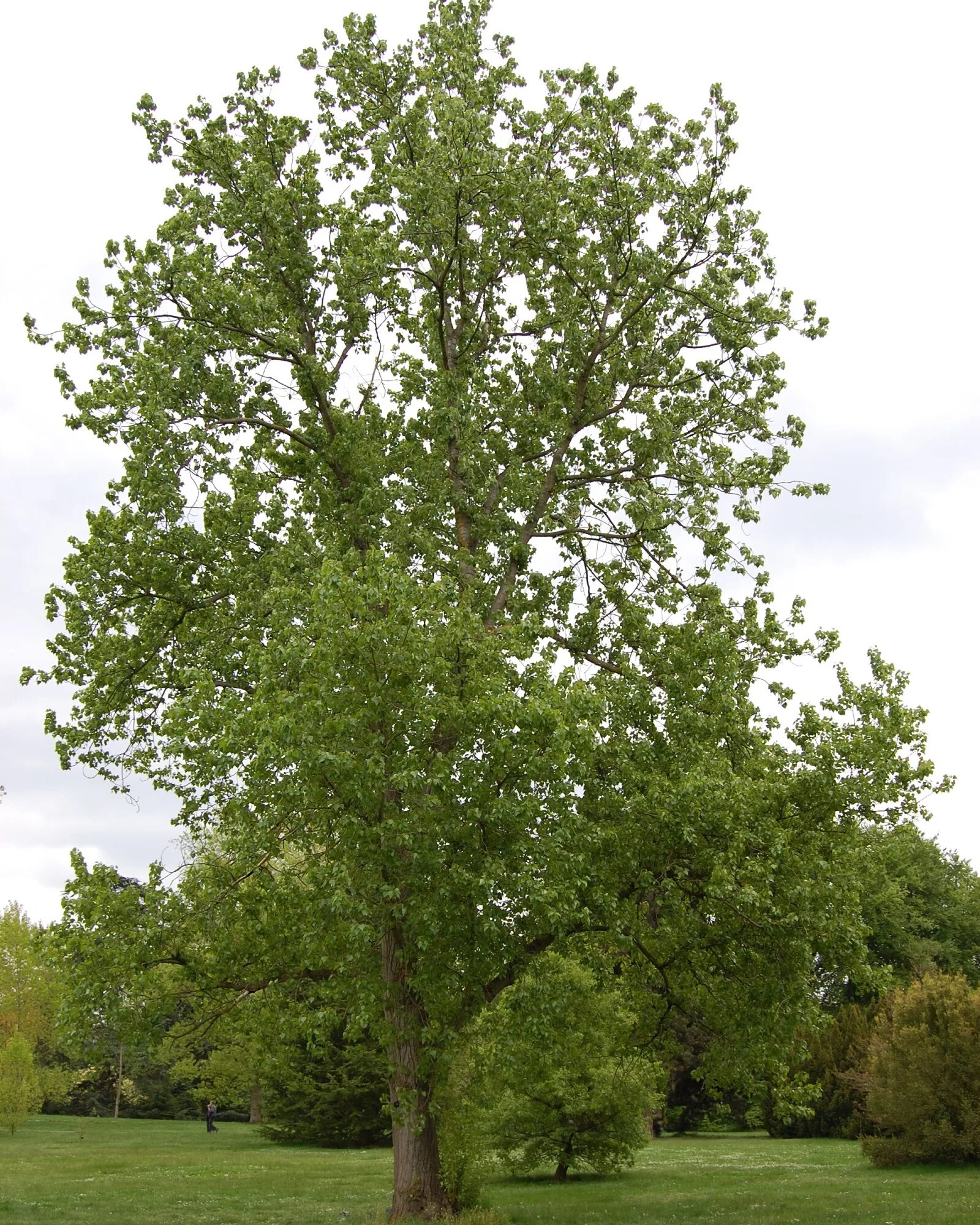Тополь латынь. Тополь канадский (populus canadensis). тополь сибирский дерево. тополь бальзамический пирамидальный. тополь канадский robusta.