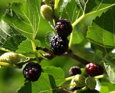 Mulberry перевод