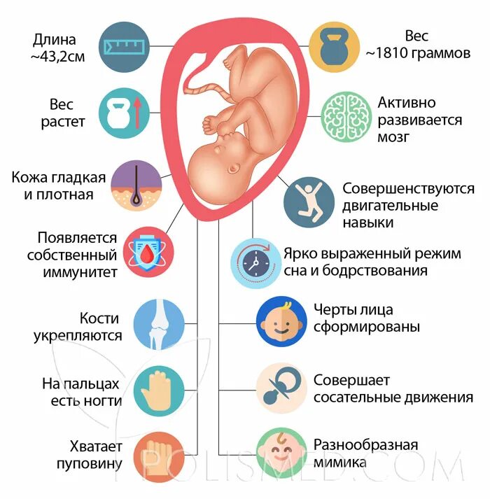 Вес ребенка на 33 неделе