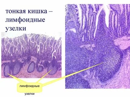 Слизистый корень